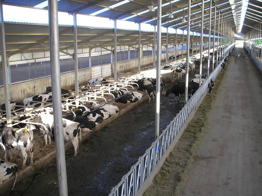 澳亚自然通风牛舍2